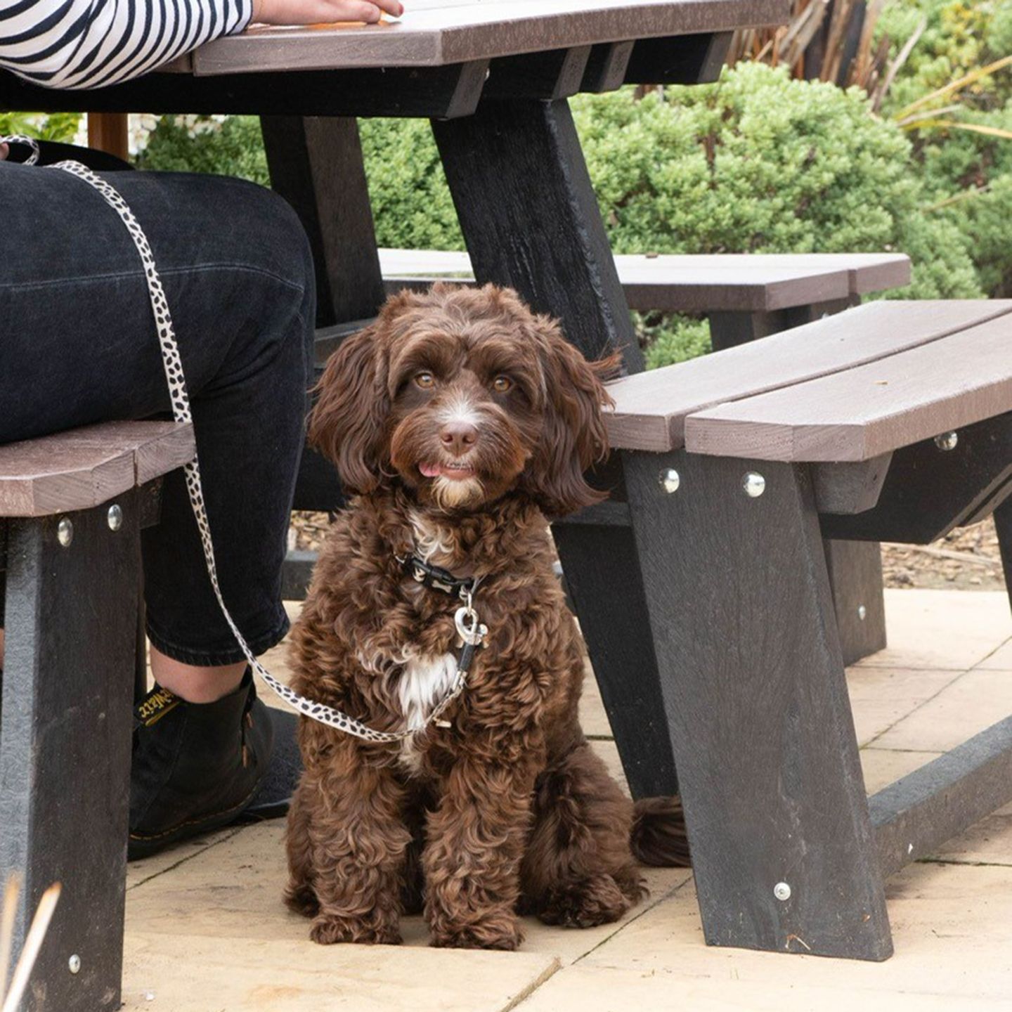 Your local dog friendly pub in Gr Harwood